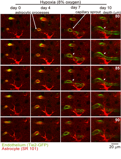 Bioimaging