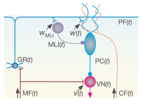 Motor memory