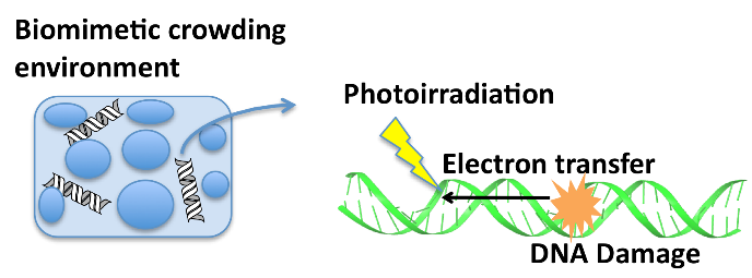 DNA damage via photoinduced electron transfer under crowding environment