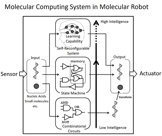 Fig. 1 Illustration of a molecular computer in a molecular robot.