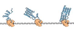 Cotranscriptional folding