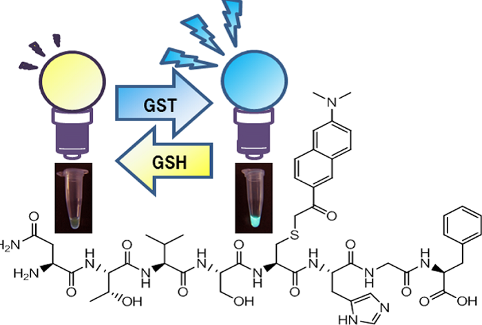 Color-changing probes shed light on protein sensing