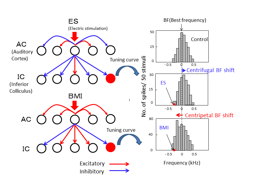 Modelling auditory systems of bats for information processing