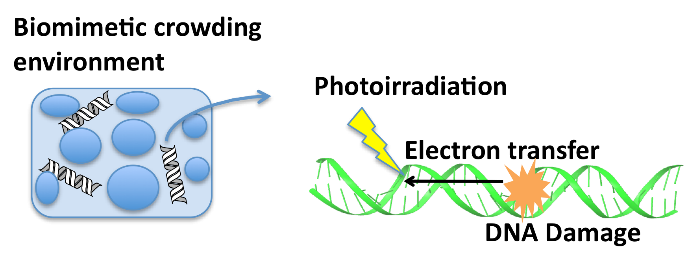 Electron transfer and oxidative damage in DNA under biomimetic crowding environment