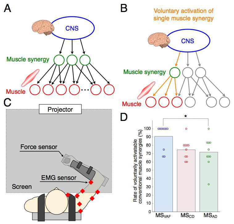 Elucidating mechanisms of voluntary control of human multi-muscle