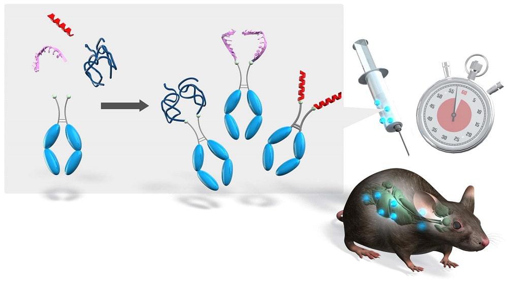 Convenient synthesis of biopharmaceutic-Fc conjugates: Semi-synthesis and evaluation on the extension of their circulating plasma half-lives