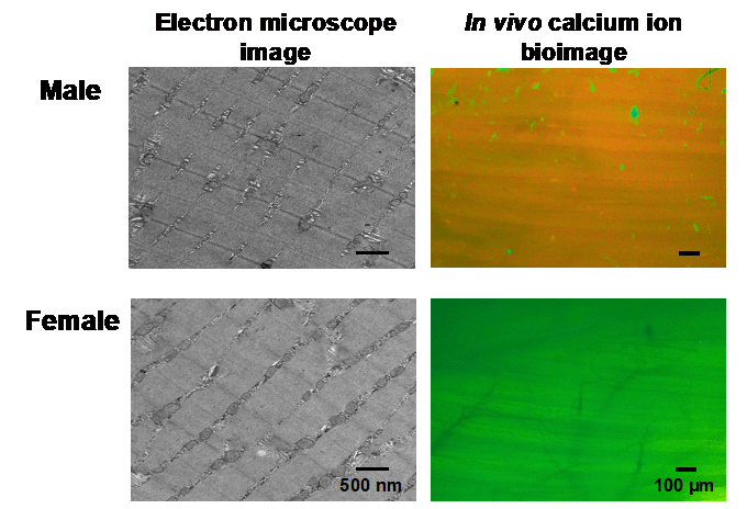 In vivo bioimaging: technology to elucidate sex-dependent differences in skeletal muscle function